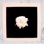 Quadro con Rosa