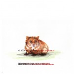 Hamster