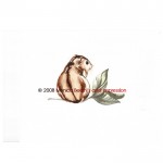 Hamster