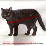 Gatto nero