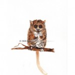 lemuricopyr1