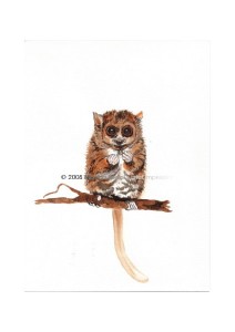lemuricopyr1