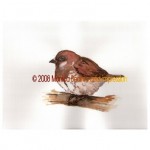 Sparrow
