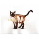 siamesecopyright1 siamesecopyright1