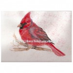 cardinalecopyright1
