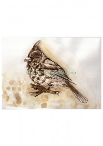 cardinaleinkcopy1